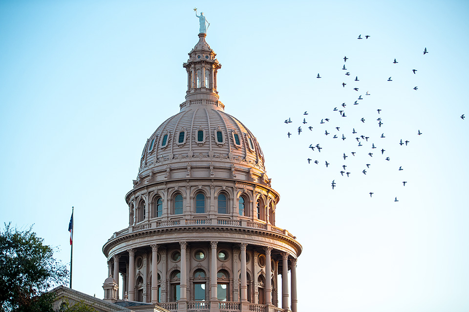 Photo of capitol build with birds in the background